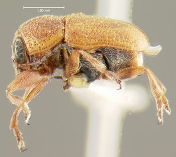 Media type: image;   Entomology 24930 Aspect: habitus lateral view